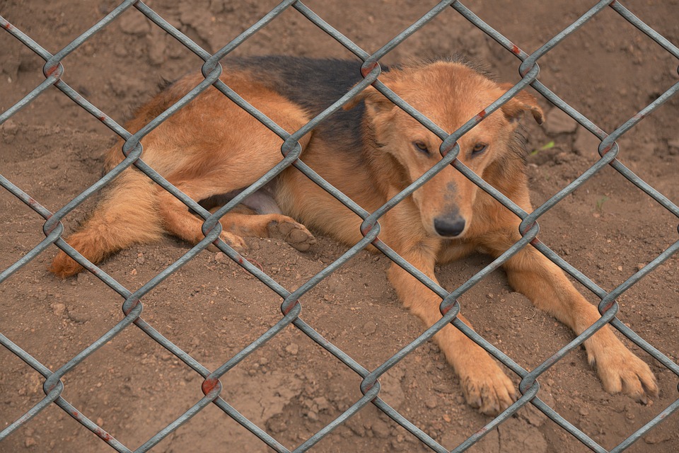 How to install an Electric Dog Fence