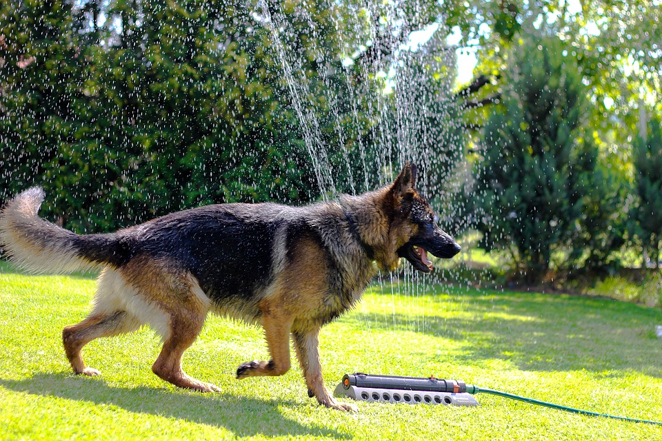 Invisible Dog Fence How do they work
