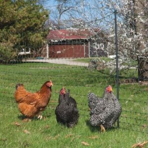 Premier Enhanced 42 Inch Electric Poultry Net Fence